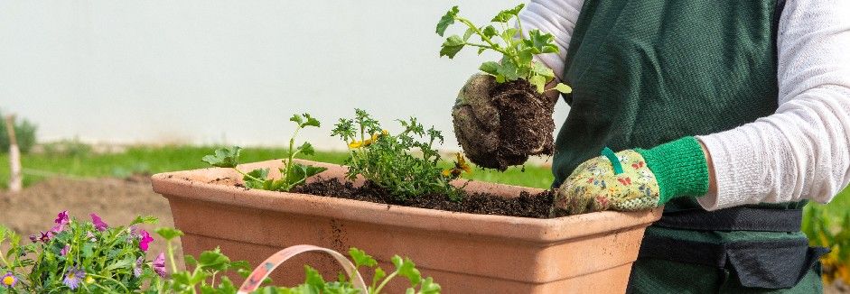 Gärtner mit Handschuhen topft eine Pflanze in einen Kasten um.